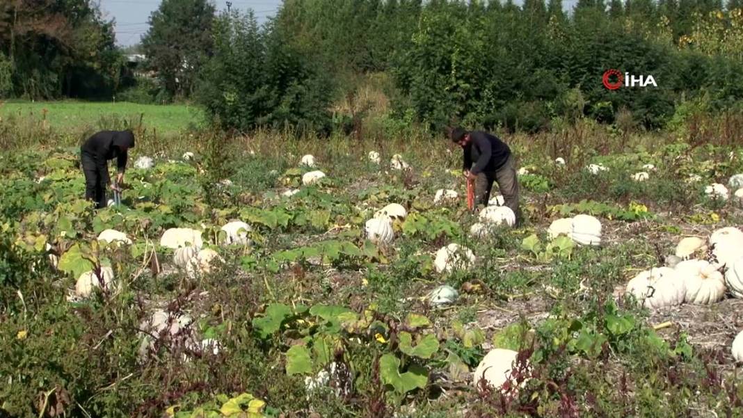 O ilimizde yetişiyor: Almanlar ve İtalyanlar kapış kapış alıyor! Çorba, lokum, marmelat, reçel yapılıyor 21
